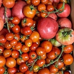 産地直送　無農薬トマトMix　加工用　10kg