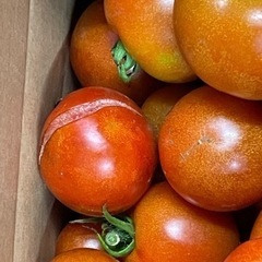 産地直送　無農薬トマトMix　加工用　10kgの画像