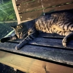 網走市　保護猫　野良猫　お願いします。