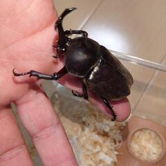 カブト虫♂♀ペア