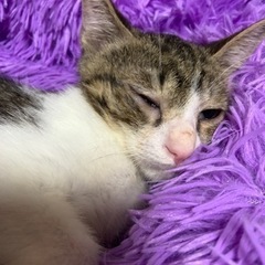 ⚽️🐈‍⬛キジ白のおとこのこ🐈‍⬛⚽️譲渡 - 大分市