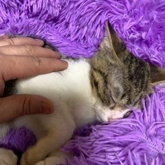 ⚽️🐈‍⬛キジ白のおとこのこ🐈‍⬛⚽️譲渡