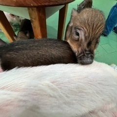 🐖マイクロブタちゃんに癒されに行きませんか？