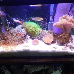 ウミキノコ お分けします。の画像