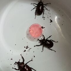 カブト、クワガタ３種