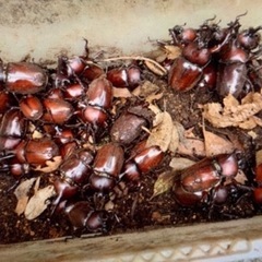 【最短当日渡し可・200匹以上います】カブトムシ オス・メス  ...