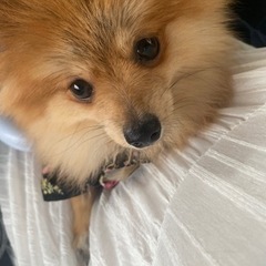 犬好き（飼っている方のみ）友達募集中です。紙煙草苦手です