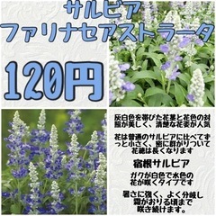 【花】サルビア ファリナセアストラータ120円
