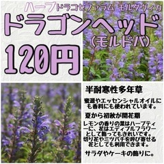 【花 ハーブ】美容のハーブ★ドラゴンヘッド(モルドバ)苗120円