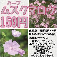【ハーブ 花】ムスクマロウ苗 150円