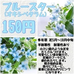 【花】多年草 ブルースター(オキシペタラム)苗150円