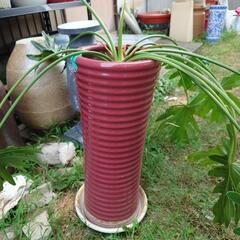 植木鉢　縦長　陶器？