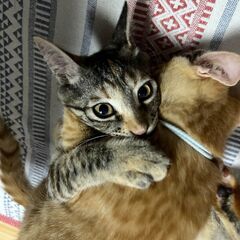 子猫のブーケちゃん（まだら模様、生後約4ヶ月、女の子） - 岡山市