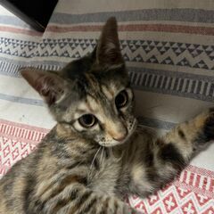 子猫のブーケちゃん（まだら模様、生後約4ヶ月、女の子） - 里親募集