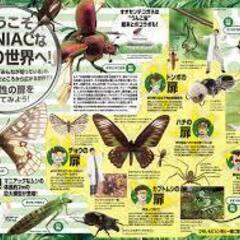 国立科学博物館　特別展　『昆虫 MANIAC』　に一緒に行って下さる方を募集しています（観覧は無料です）  - 台東区