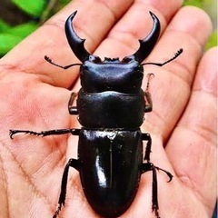 オキナワヒラタクワガタ♂単品⭐️サマータイムセール💫