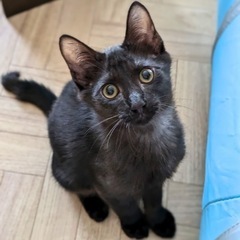 人大好き💓黒トラ男子「イナゾー」💓