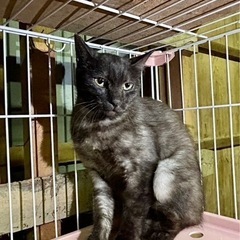 ブラックスモーク　手術済み　8ヶ月