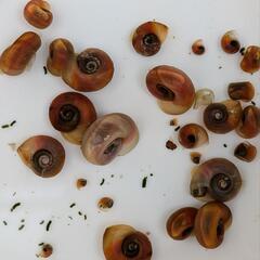 値下げ！レッドラムズボーン 30匹プラスαの画像