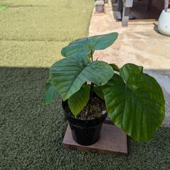 フィカスウンベラータ　観葉植物