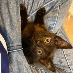元気いっぱい！黒猫の男の子