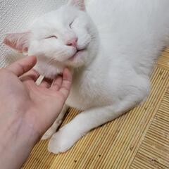 捨てようと思っている古タオルが欲しいです！