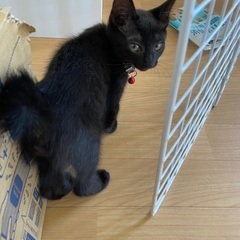 黒猫の子猫（もうすぐ4ヶ月）