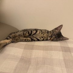 キジトラくん - 猫