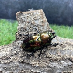 ニジイロクワガタの画像