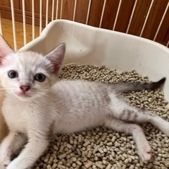 🚨レスキュー🏃‍♀️❗️🔶里親さま決まりました🔶2ヶ月の仔猫兄妹　シャム系 - 名護市