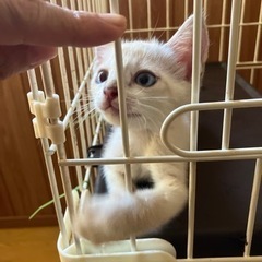 🚨レスキュー🏃‍♀️❗️🔶里親さま決まりました🔶2ヶ月の仔猫兄妹　シャム系 − 沖縄県