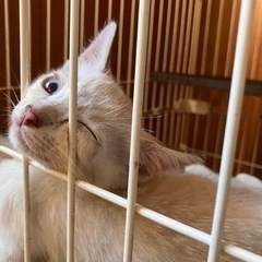 🚨レスキュー🏃‍♀️❗️🔶里親さま決まりました🔶2ヶ月の仔猫兄妹...