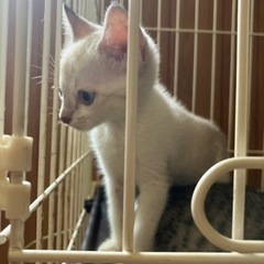 🚨レスキュー🏃‍♀️❗️🔶里親さま決まりました🔶2ヶ月の仔猫兄妹　シャム系 - 猫