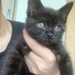 急募‼︎ 1、2ヶ月程度の黒猫