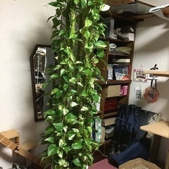 ポトスタワー　高さ180cm　