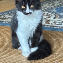 ［相談中］生後約3ヶ月子猫、黒白柄の里親募集