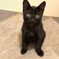 3ヶ月の女の子　元気な黒猫ちゃんです