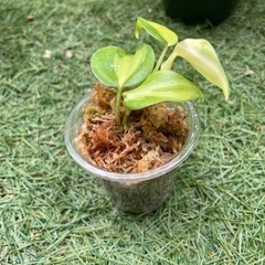 オキシカルディウム 観葉植物