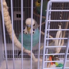 セキセイインコ2匹　カゴ一つプレゼン　