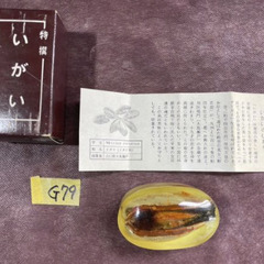 G79P 【話のネタに！海の珍奇】いがい 山口県 お土産 標本 ...
