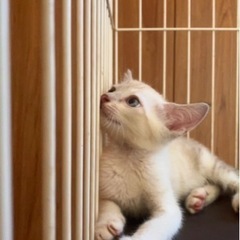 🚨レスキュー🏃‍♀️❗️🔶里親さま決まりました🔶2ヶ月の仔猫兄妹　シャム系 - 里親募集