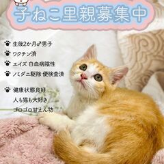 甘えてくるとっても可愛い茶白子猫☆男子生後2ヶ月