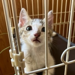 🚨レスキュー🏃‍♀️❗️ 🔶里親さま決定しました🔶 2ヶ月仔猫兄...