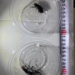 秋田県産　ノコギリクワガタ　♂•♀ 1ペア　
