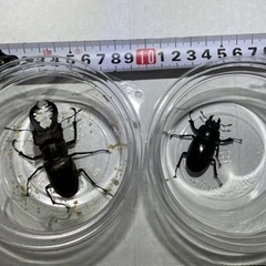 秋田県産　ミヤマクワガタ　♂•♀ 1ペア　残4ペア