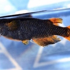 メダカ卵　五式  type R   GOD 卵20個　ゴット 