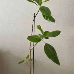観葉植物 ウンベラータ