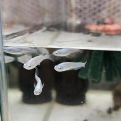 メダカ《リンコウの稚魚》10匹