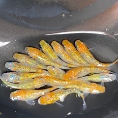 宮桜青ラメめだか【1ペア】