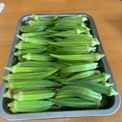 オクラ採れたて300本